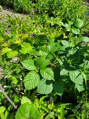Rubus procerus