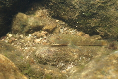 Rhinogobius leavelli