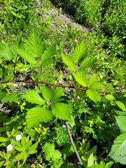Rubus procerus