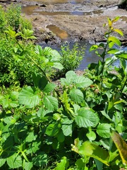 Rubus procerus