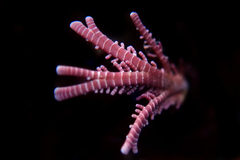 Lithothrix aspergillum