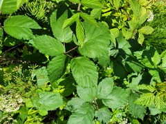 Rubus procerus