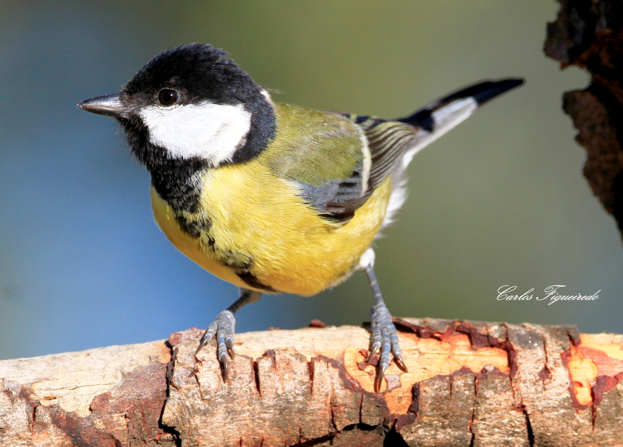 Great Tit (Parus major) · iNaturalist