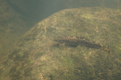 Liniparhomaloptera disparis