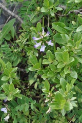 Astragalus alpinus
