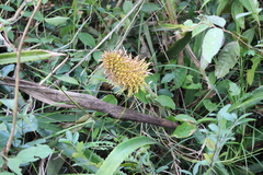 Ananas comosus bracteatus