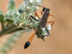 Ammophila