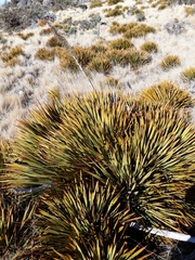 Aciphylla aurea