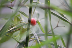 Eugenia subterminalis