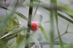 Eugenia subterminalis