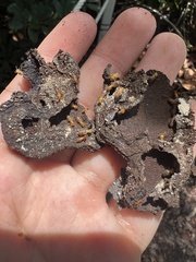 Nasutitermes rippertii