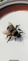 Bombus sandersoni