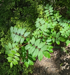 Sorbus sitchensis sitchensis