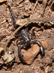Opisthacanthus validus