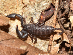 Opisthacanthus validus