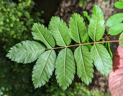 Sorbus sitchensis sitchensis