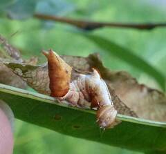 Notodonta scitipennis