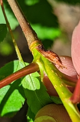 Sorbus sitchensis sitchensis