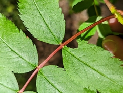 Sorbus sitchensis sitchensis