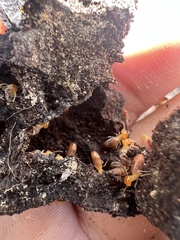 Nasutitermes rippertii