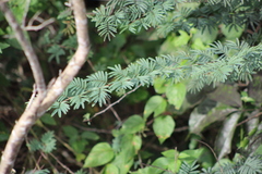 Calliandra parvifolia