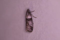 Acrobasis betulella