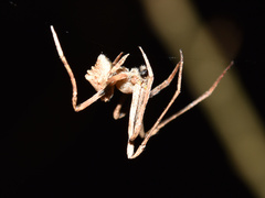 Cyphalonotus larvatus