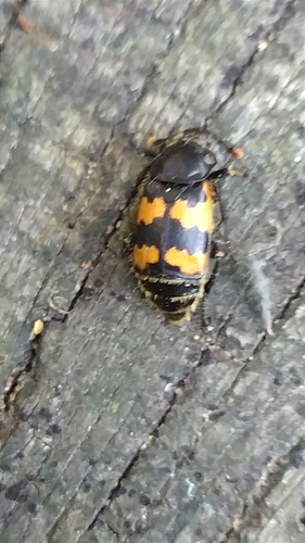 Vespillo Burying Beetle, 8014 BH Zwolle, Nederland, photo 6 of 10