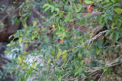 Aristolochia macroura