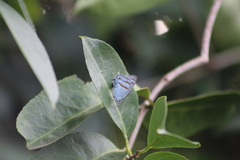 Paiwarria venulius