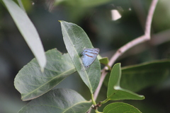 Paiwarria venulius