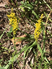 Solidago pinetorum