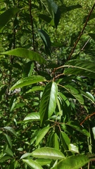 Prunus rivularis
