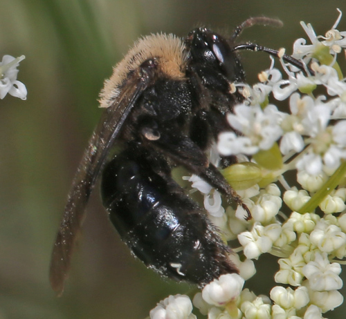 iNaturalist observation photo of Mining Bees