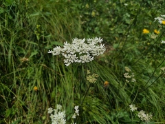 Heracleum austriacum
