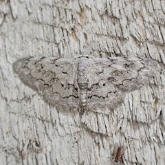 Idaea violacearia
