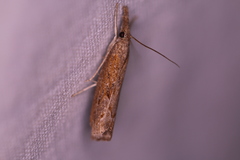 Neodactria zeellus