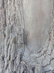 Sceloporus olivaceus