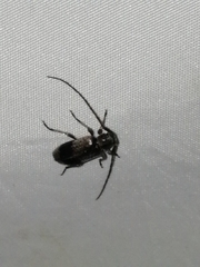 Exocentrus punctipennis