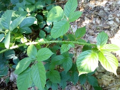 Rubus schleicheri