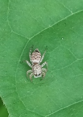 Wesolowskana lymphatica