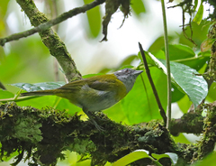 Chlorospingus canigularis