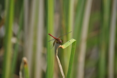 Sympetrum semicinctum