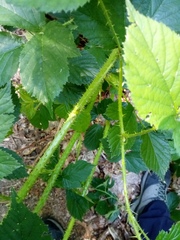 Rubus schleicheri