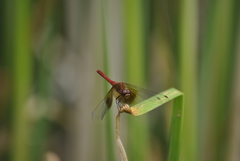 Sympetrum semicinctum