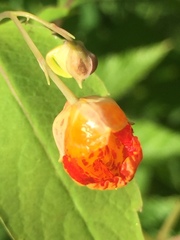 Impatiens capensis