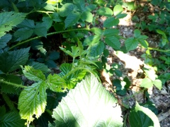 Rubus schleicheri