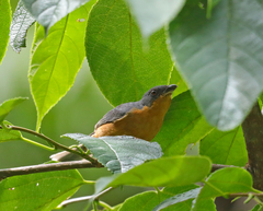 Creurgops verticalis