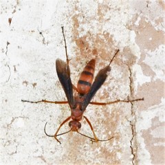 Tachypompilus ferrugineus