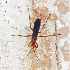 Tachypompilus ferrugineus